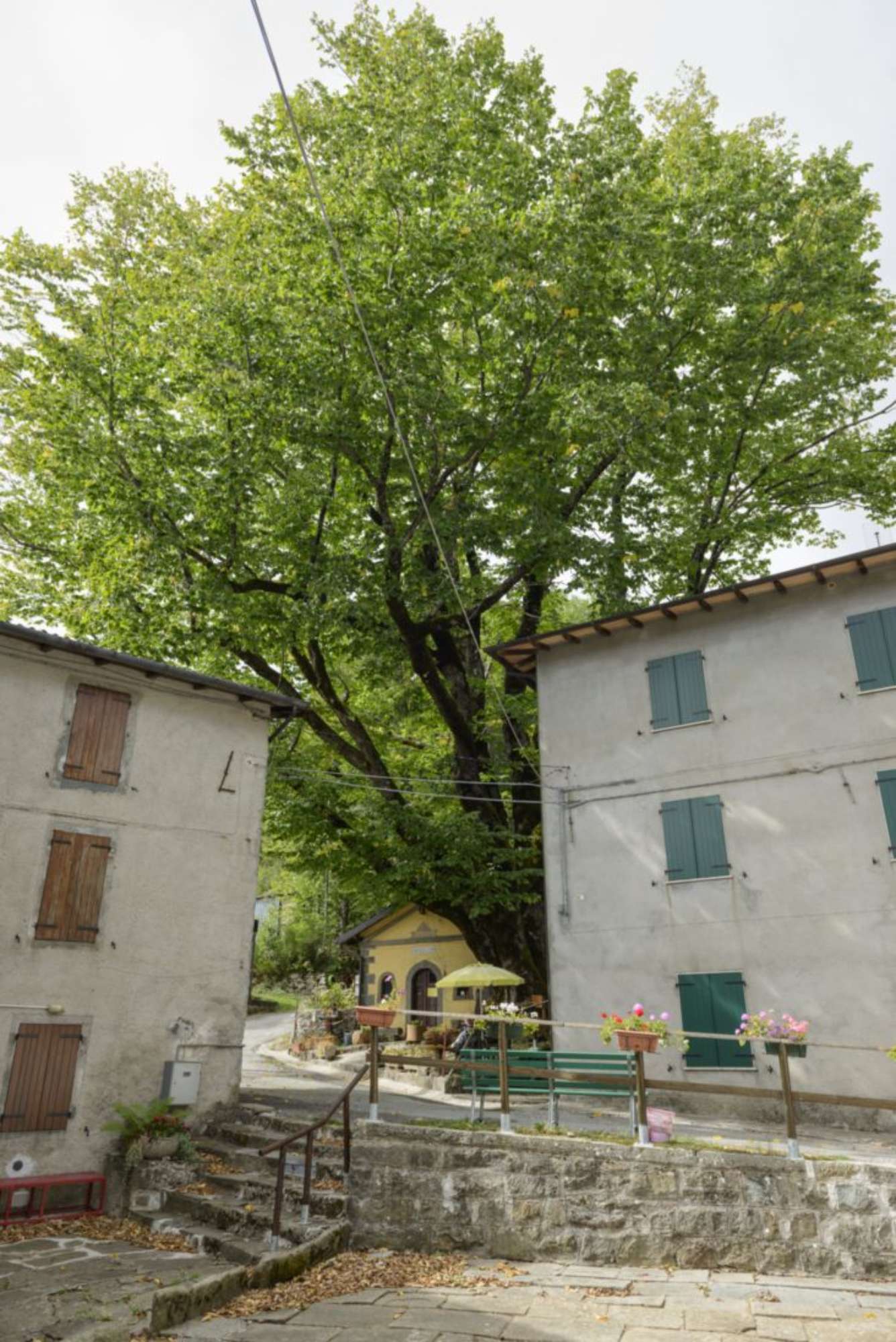 Olmo montano_Pievepelago_SCA3288